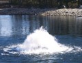�������� THE TORRENT SELECT SERIES DISPLAY AERATOR ���. 50J2021